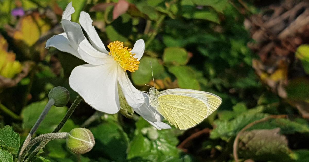 Stauden für Insekten Stauden für Insekten