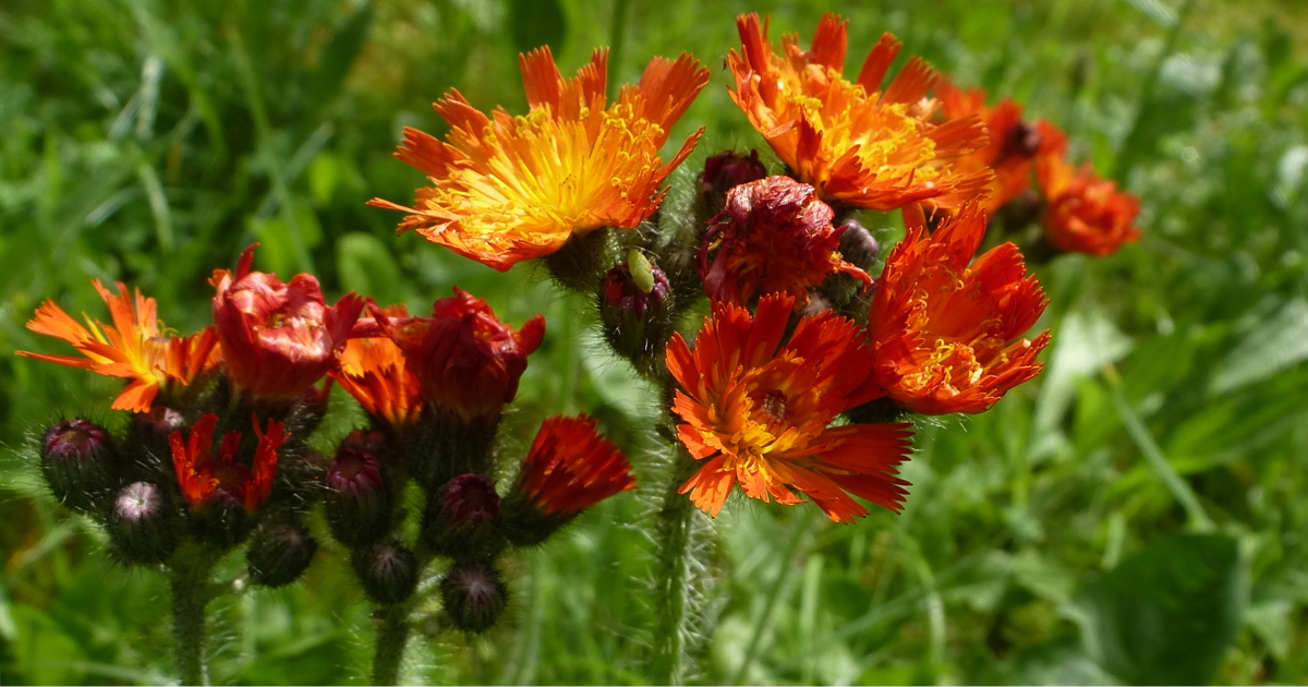 Stauden für den Naturgarten Stauden für den Naturgarten