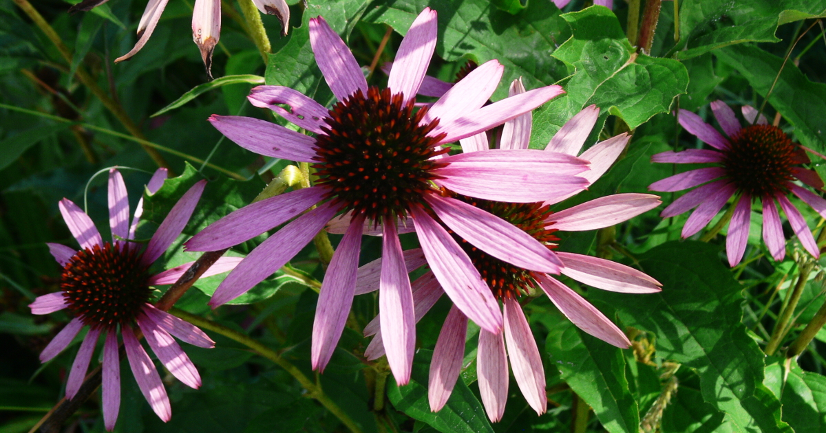 Praerie-Pflanzen Praerie-Pflanzen