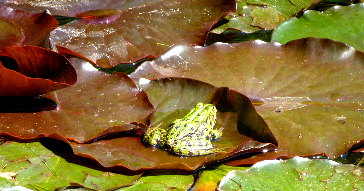 Stauden mit Rot-baunen Blättern Stauden mit Rot-baunen Blättern