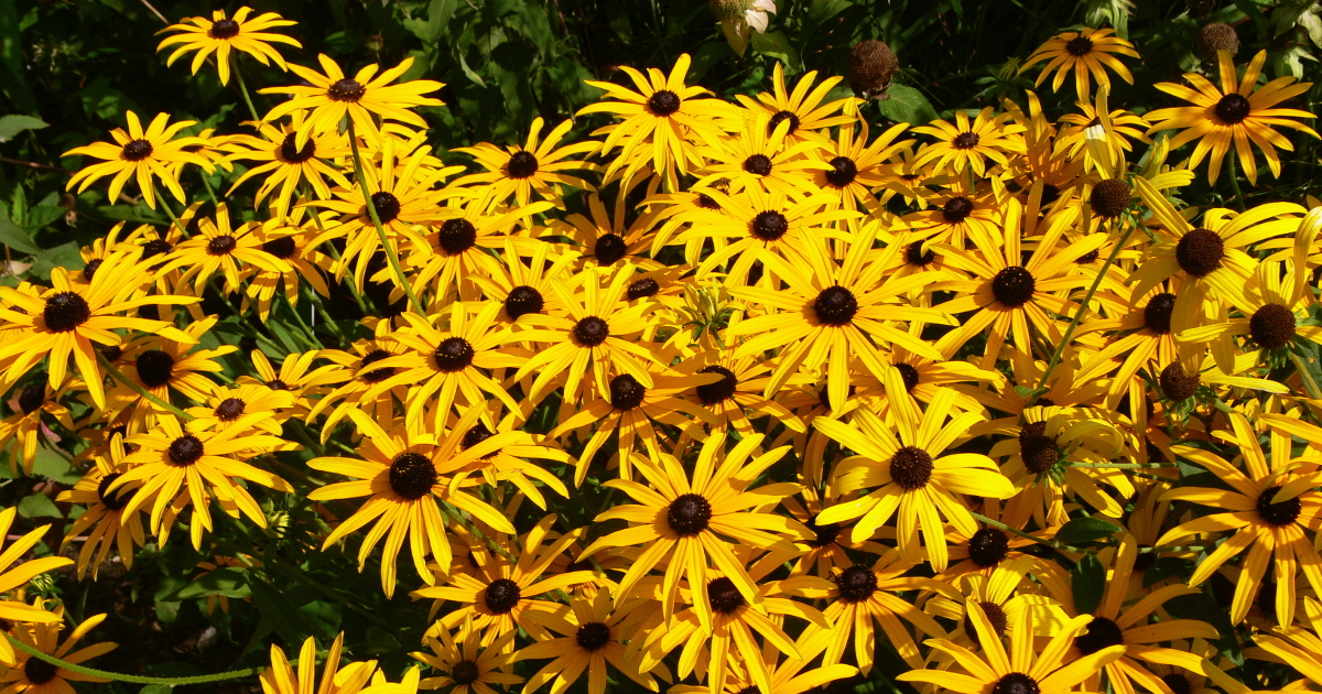 Schnittstauden Schnittstauden