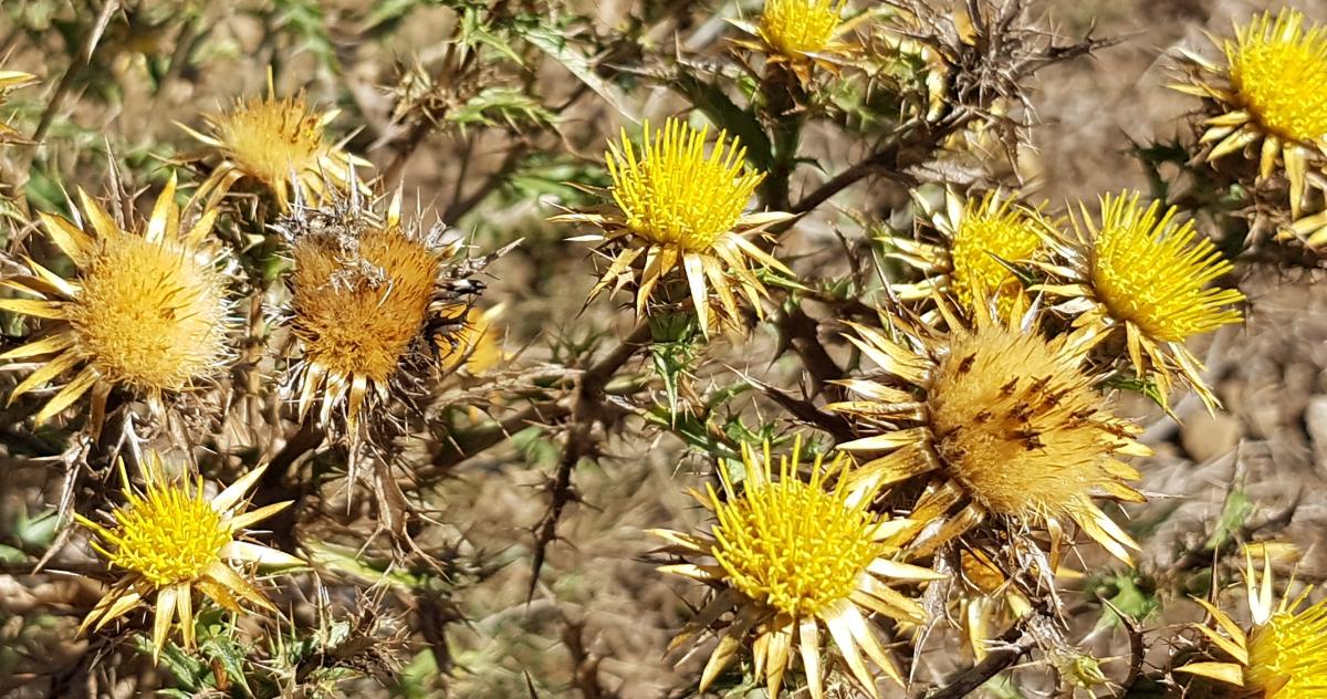 Stauden für Vögel Stauden für Vögel