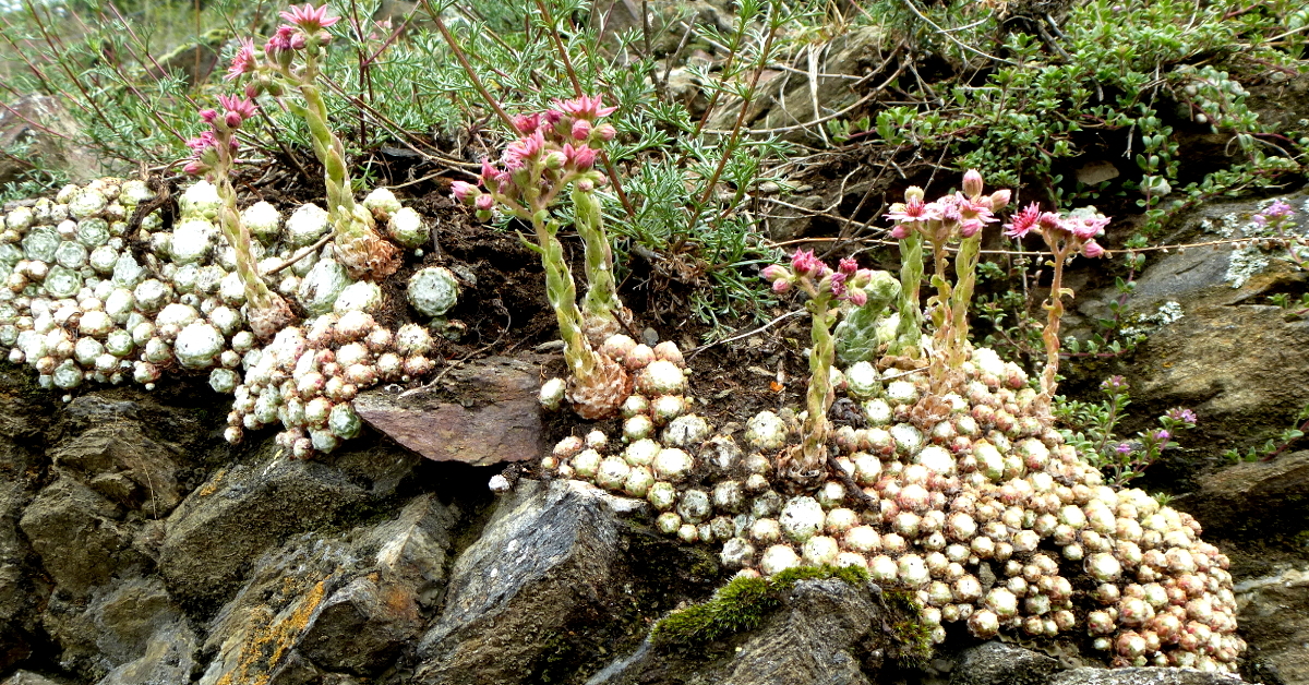 Stauden in Fugen Stauden in Fugen