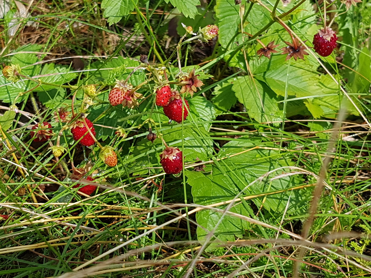 Die Walderdbeeren neigen sogar am Trockenhang zum Wuchern und erfreuen mit ihren Früchten Die Walderdbeeren neigen sogar am Trockenhang zum Wuchern und erfreuen mit ihren Früchten