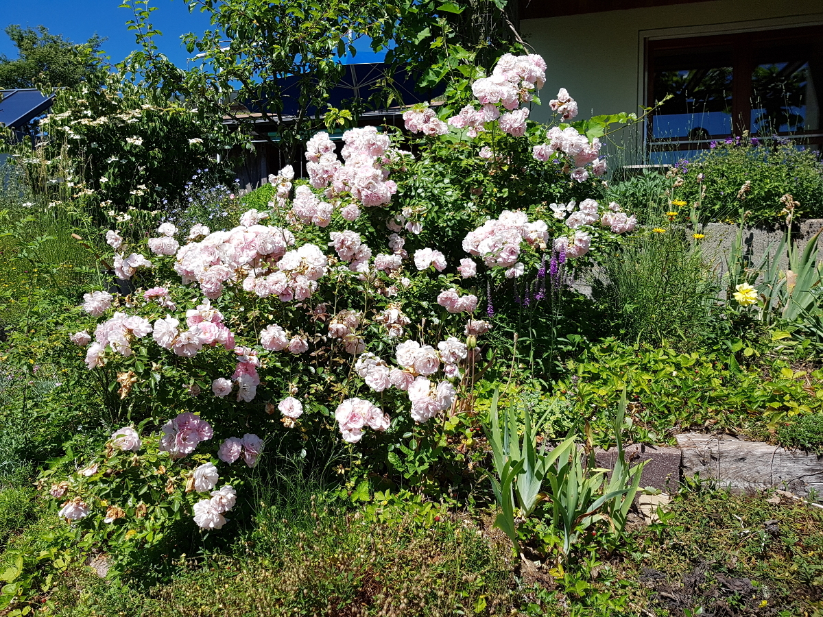 Rose Bonica Rose Bonica