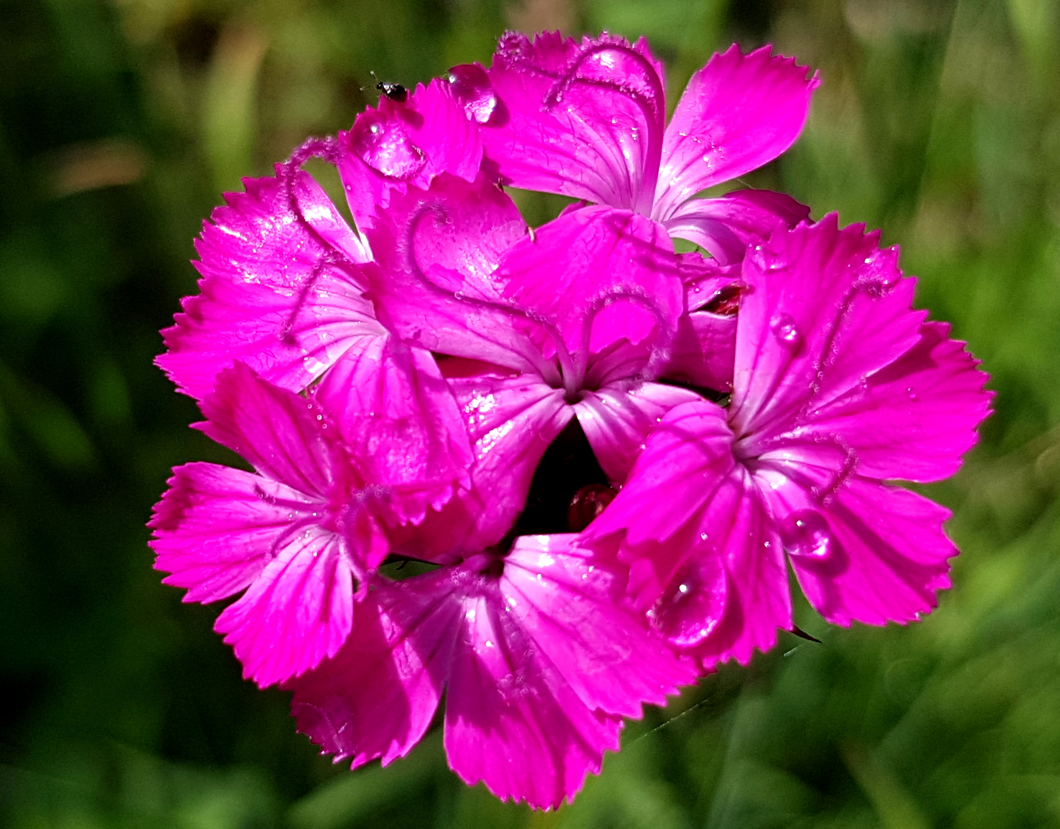 Heidenelke Heidenelke