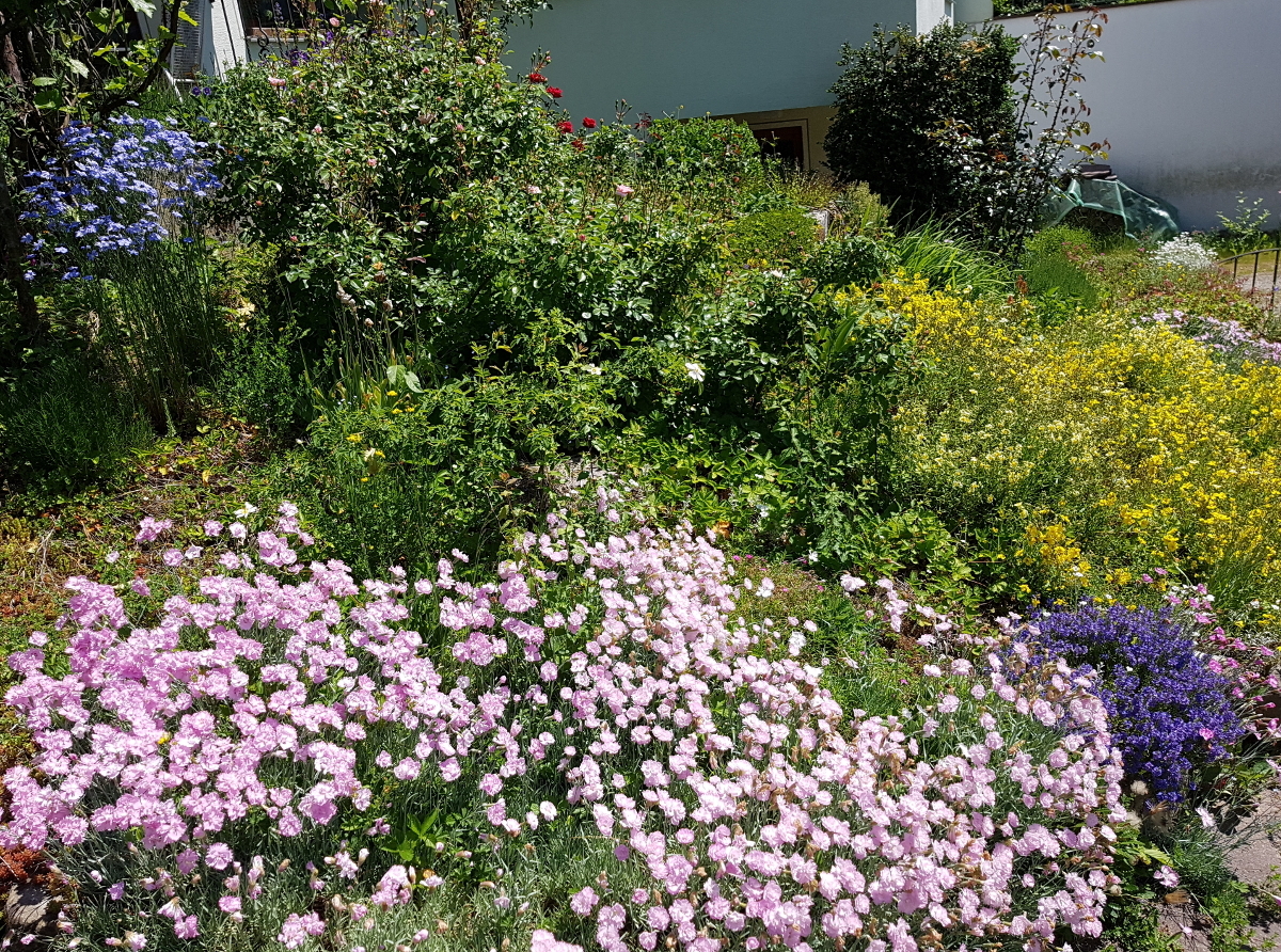 Nelken Polster Nelken Polster