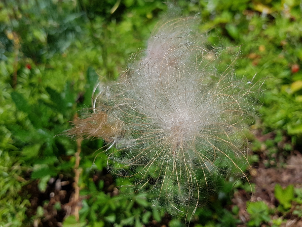 Samenstand der Silberwurz Samenstand der Silberwurz