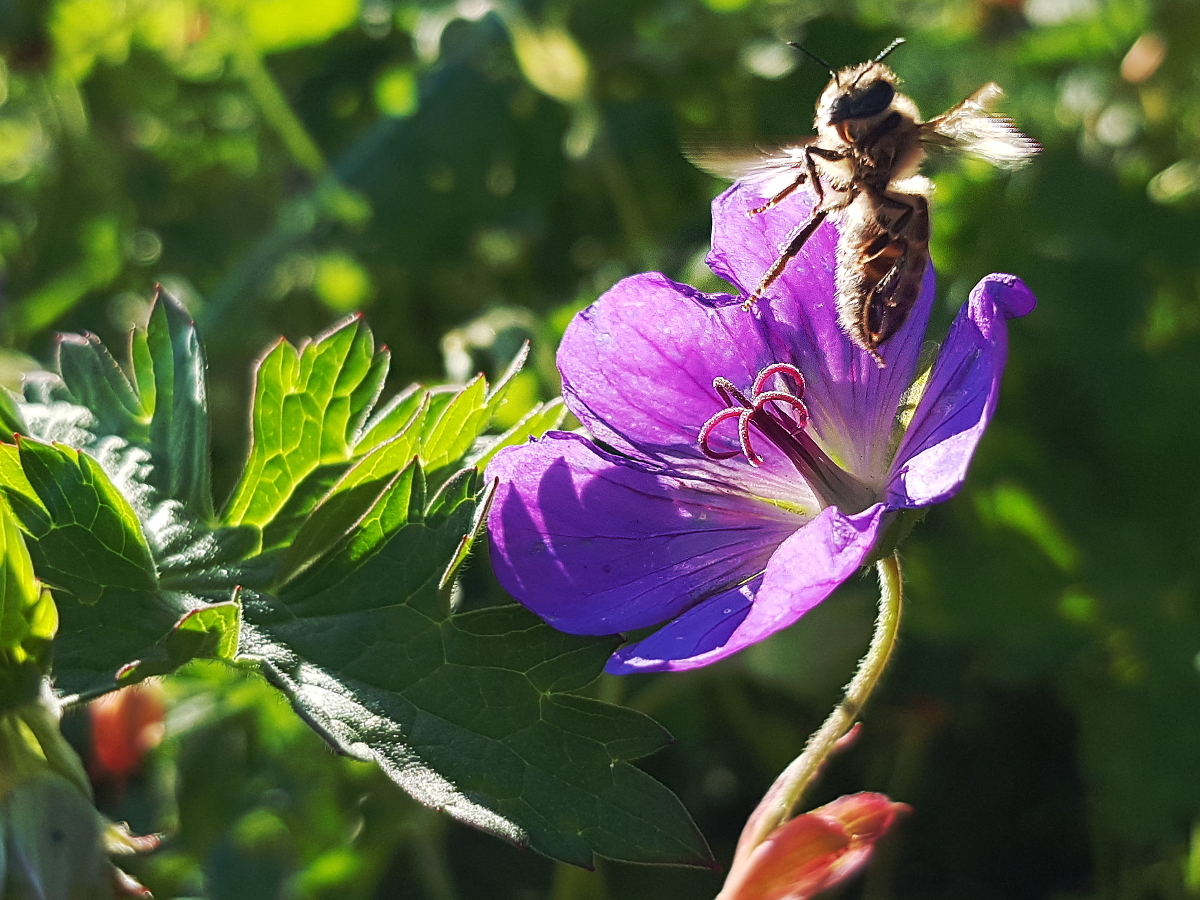 Storchschnabel mit Biene Storchschnabel mit Biene