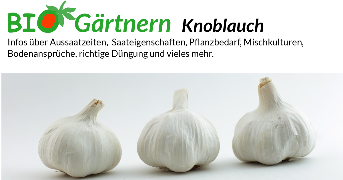 Knoblauch - biologisch anbauen