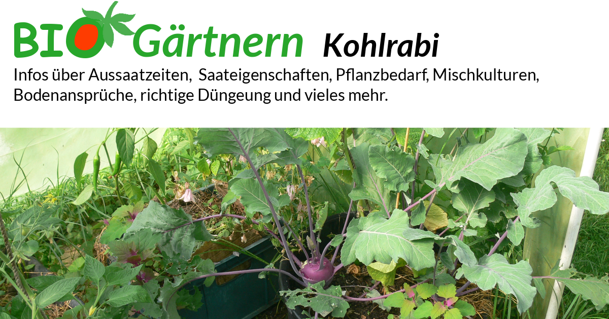 Kohlrabi - biologisch anbauen