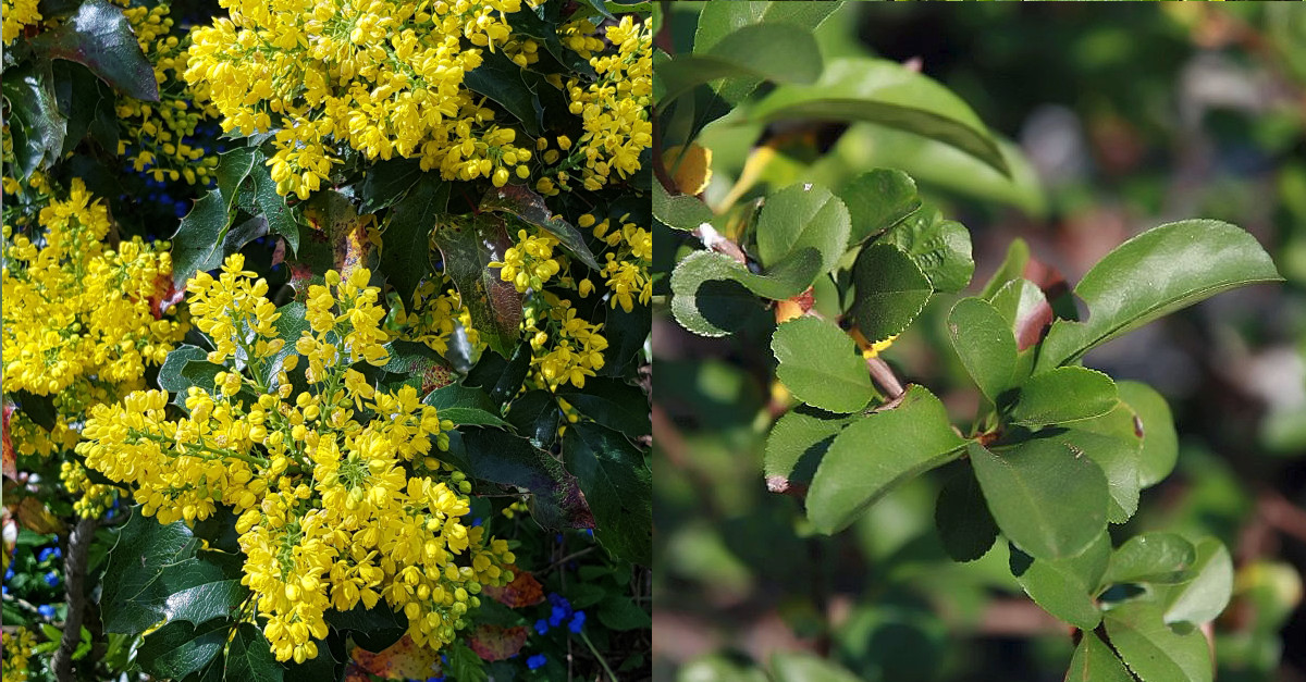 Mahonia aquifolium invasive Pflanze Mahonia aquifolium invasive Pflanze