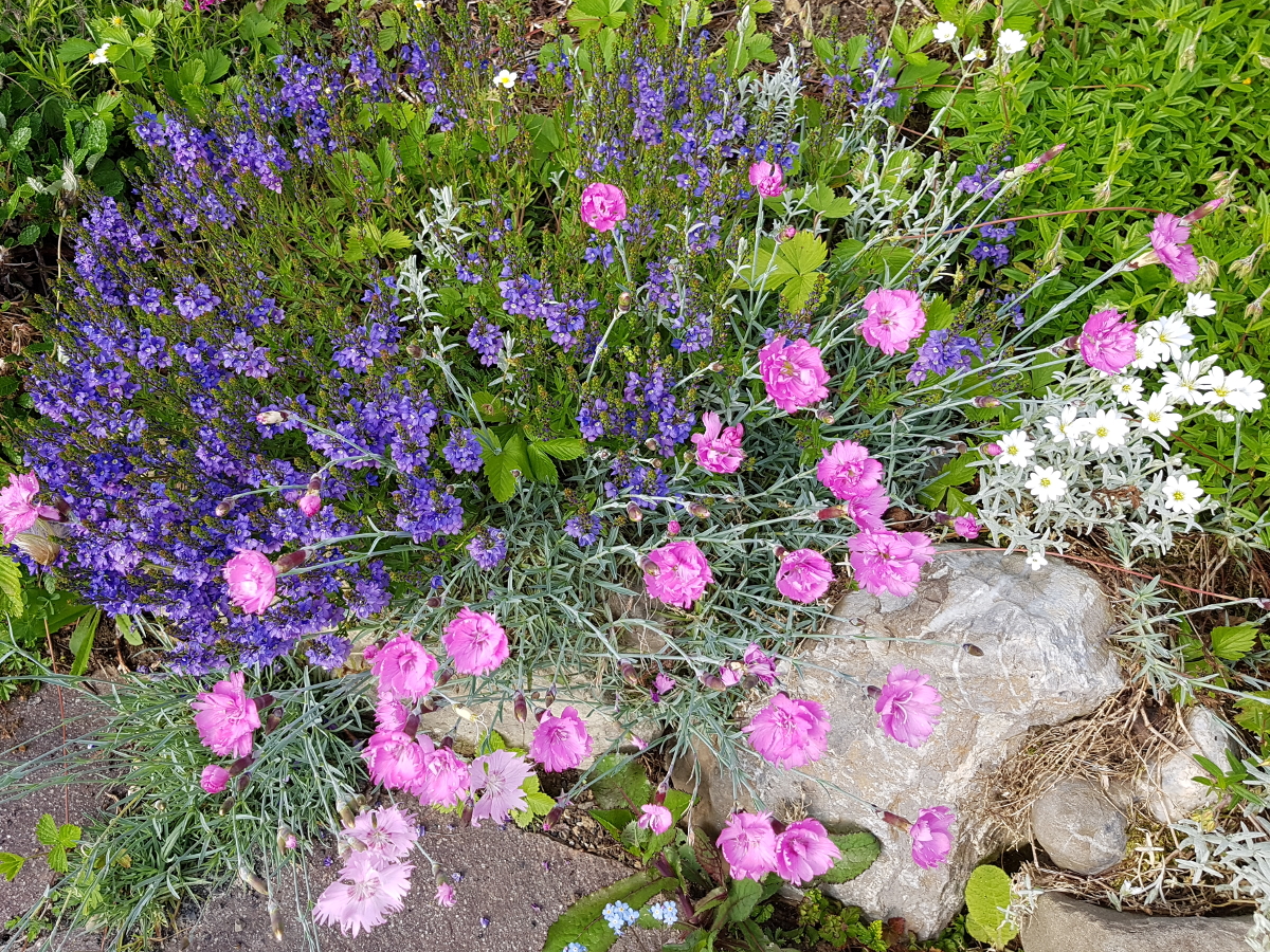 Polsterehrenpreis und Pfingstnelke Polsterehrenpreis und Pfingstnelke