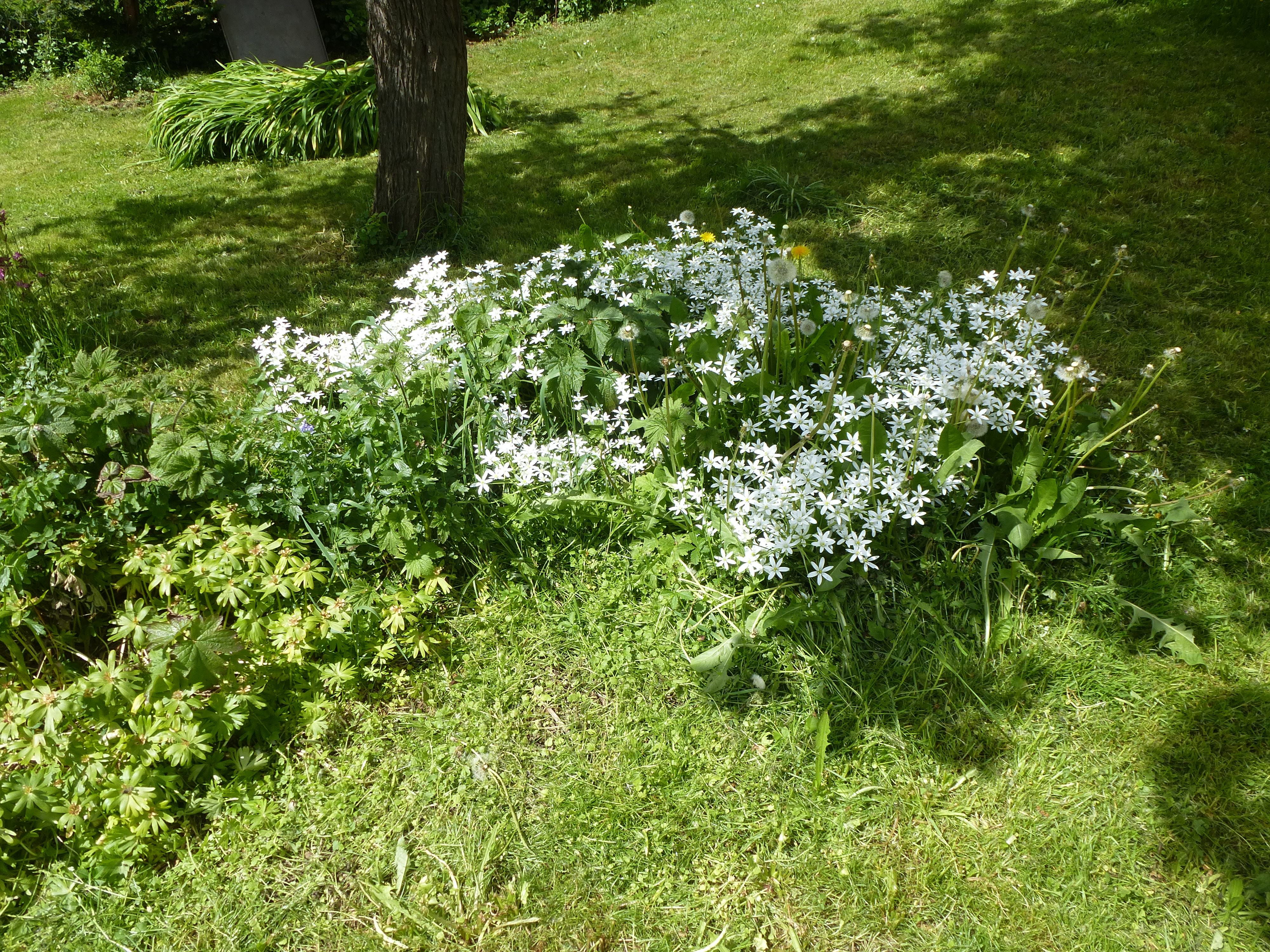 MIlchstern MIlchstern