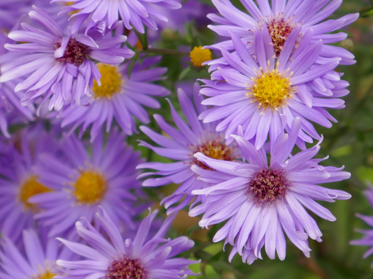 Herbstaster Herbstaster