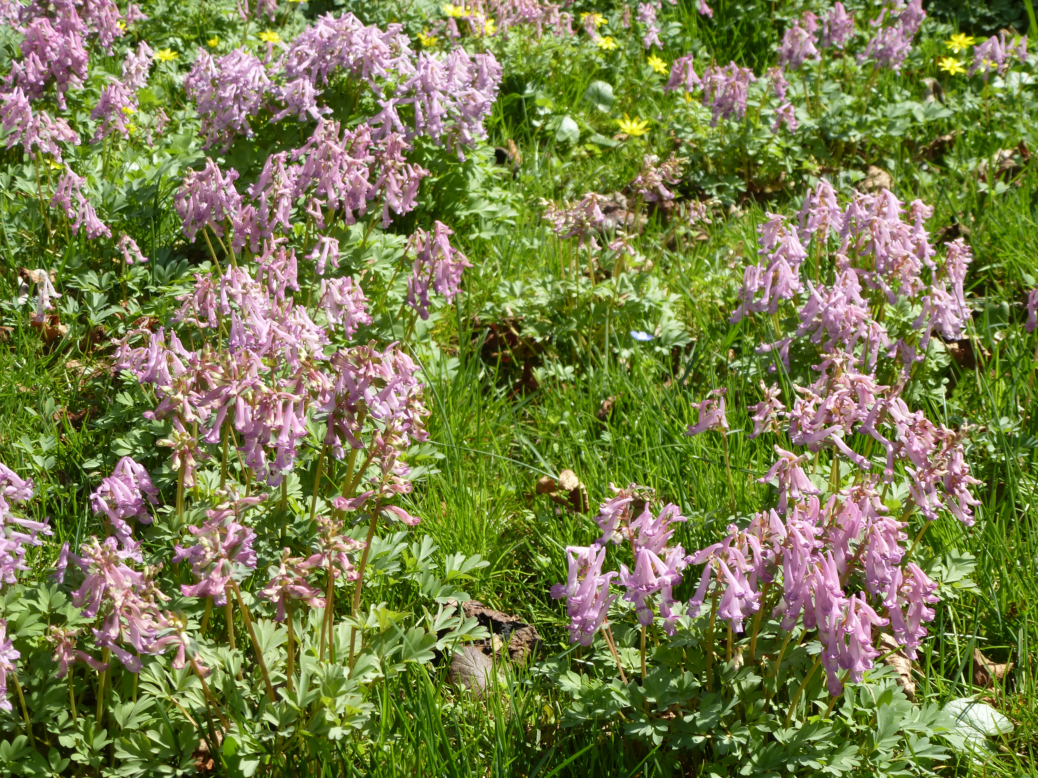 Lerchensporn im schattigen Bereich Lerchensporn im schattigen Bereich