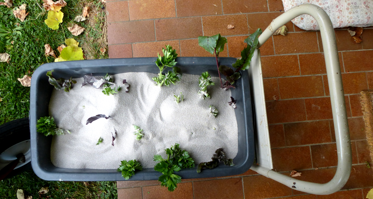 Rote Bete und Sellerie in Quarzsand einlagern Rote Bete und Sellerie in Quarzsand einlagern