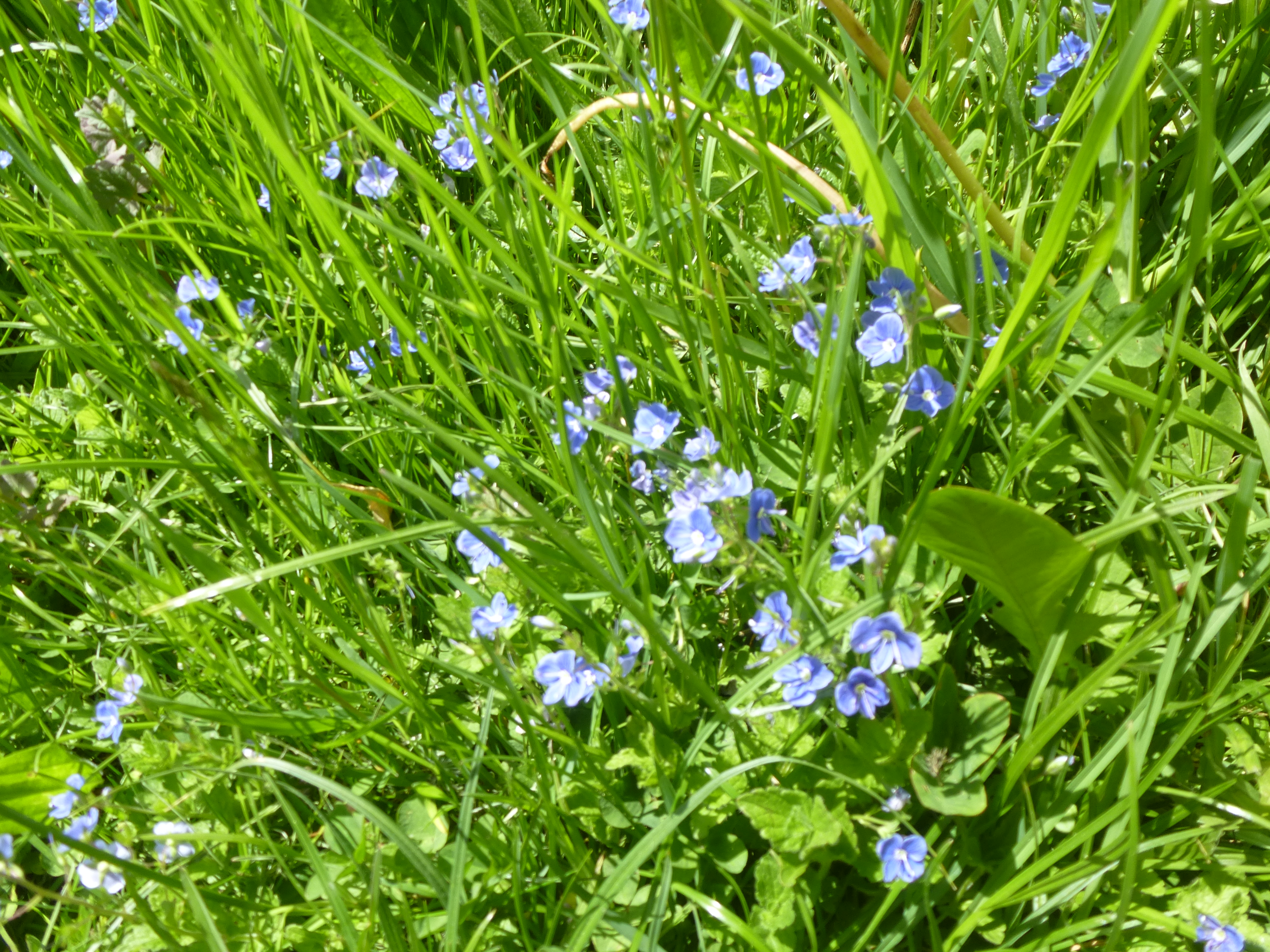 Ehrenpreis Ehrenpreis