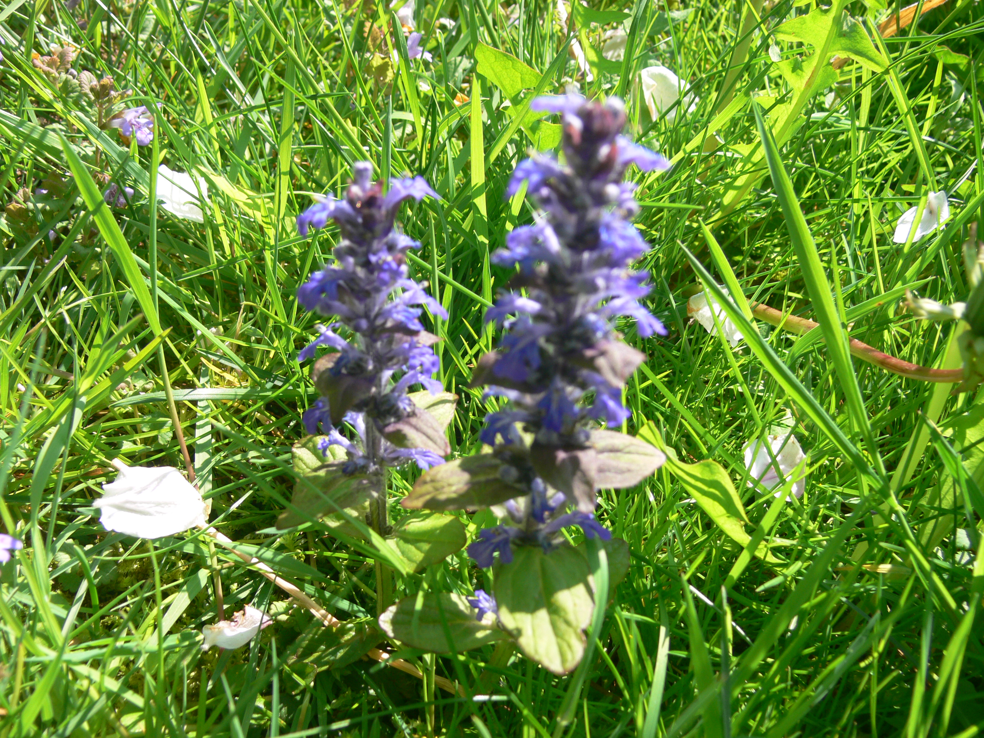 Günsel für's Auge, für Insekten, für den Kochtopf Günsel für's Auge, für Insekten, für den Kochtopf