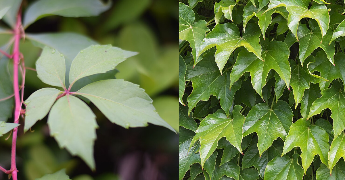 Parthenocissus quinquefolia invasive Pflanze Parthenocissus quinquefolia invasive Pflanze