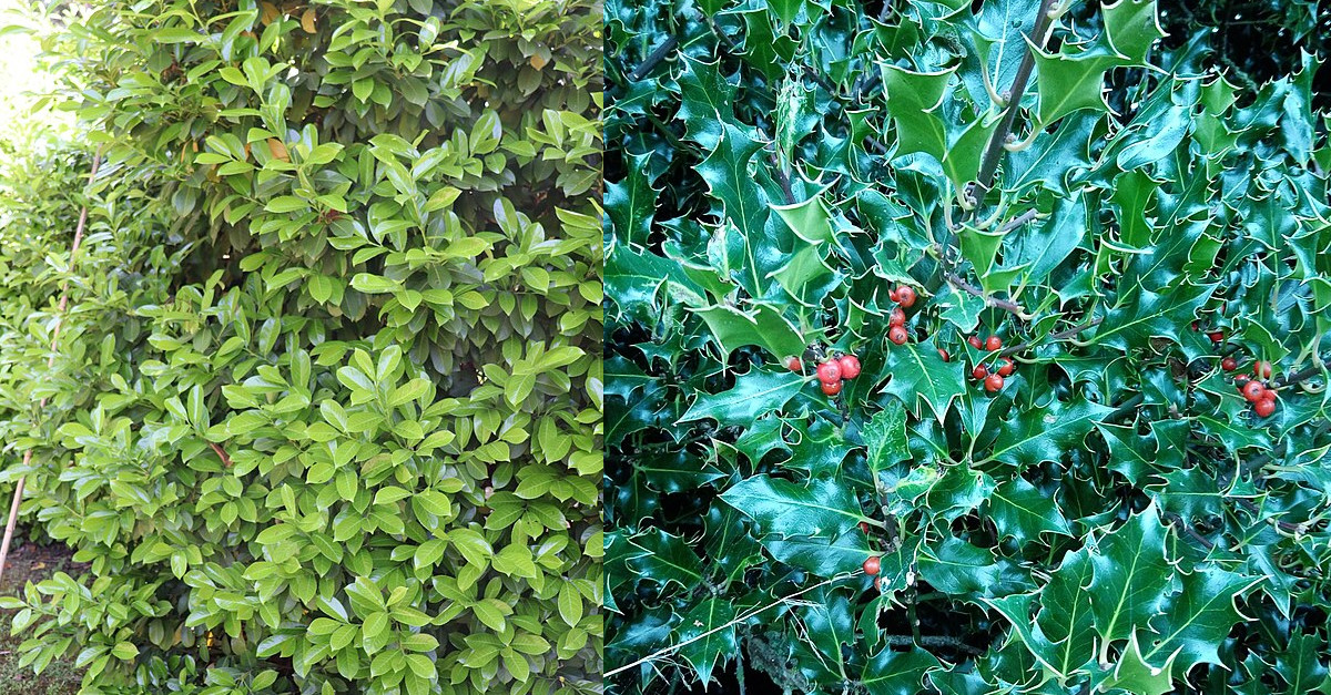 Prunus lauroceracus invasive Pflanze Prunus lauroceracus invasive Pflanze