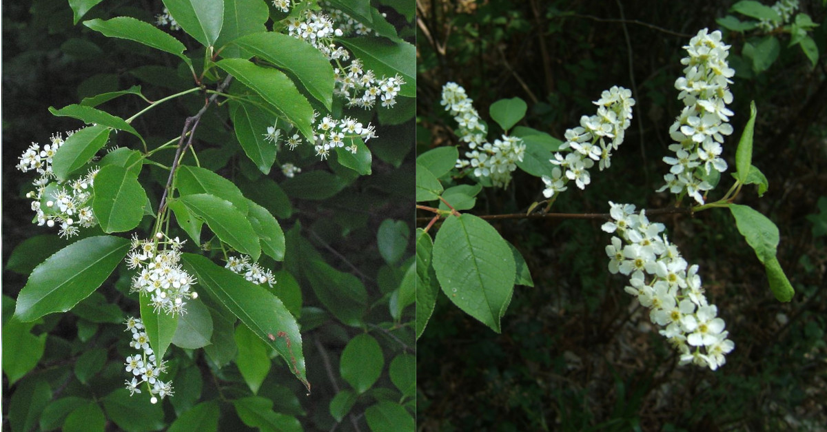 Prunus serotina invasive Pflanze Prunus serotina invasive Pflanze