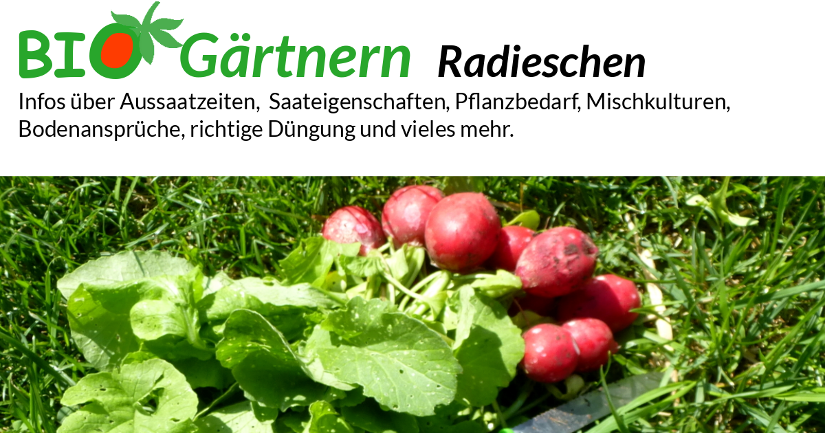 Radieschen - biologisch anbauen