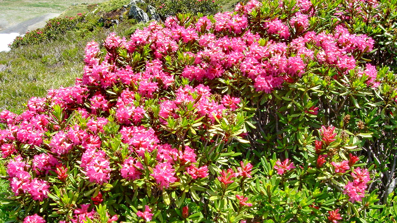 stechpalme preis Stechpalme 'Nana Hollybox' - Ilex vomitoria Nana Hollybox