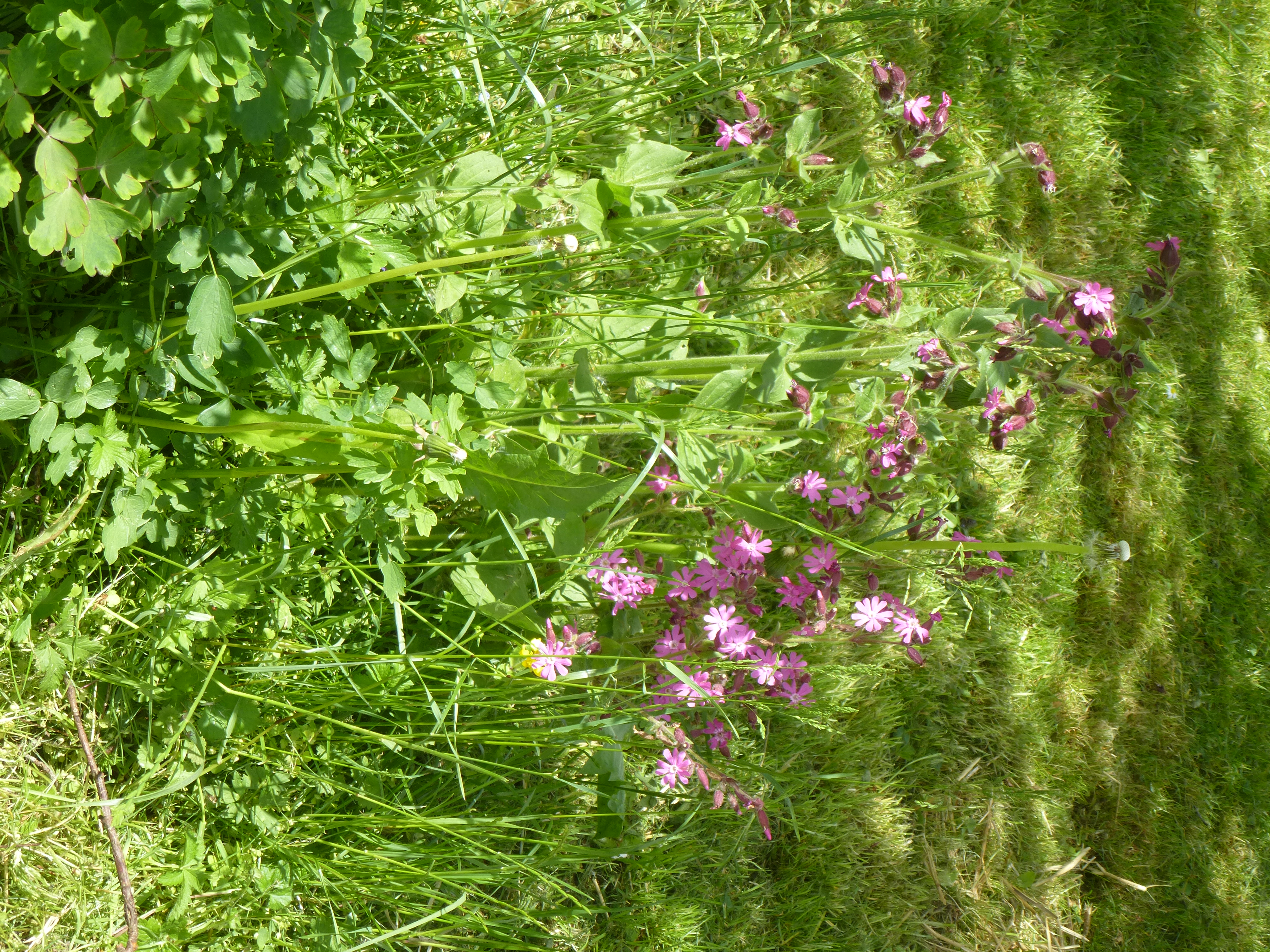 Kuckuckslichtnelke Kuckuckslichtnelke