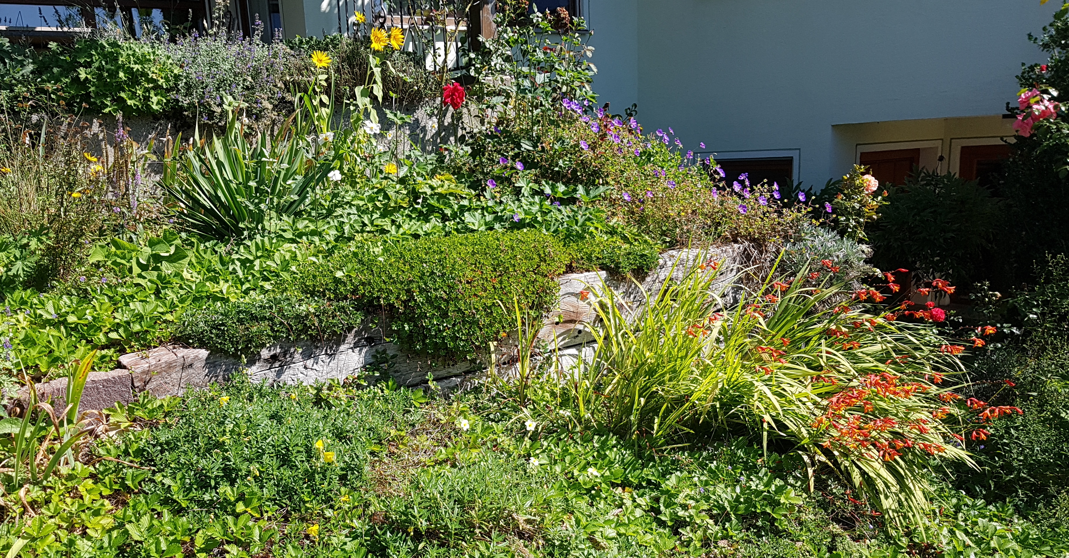 Im September blüht der Trockenhang üppiger, als im August Im September blüht der Trockenhang üppiger, als im August
