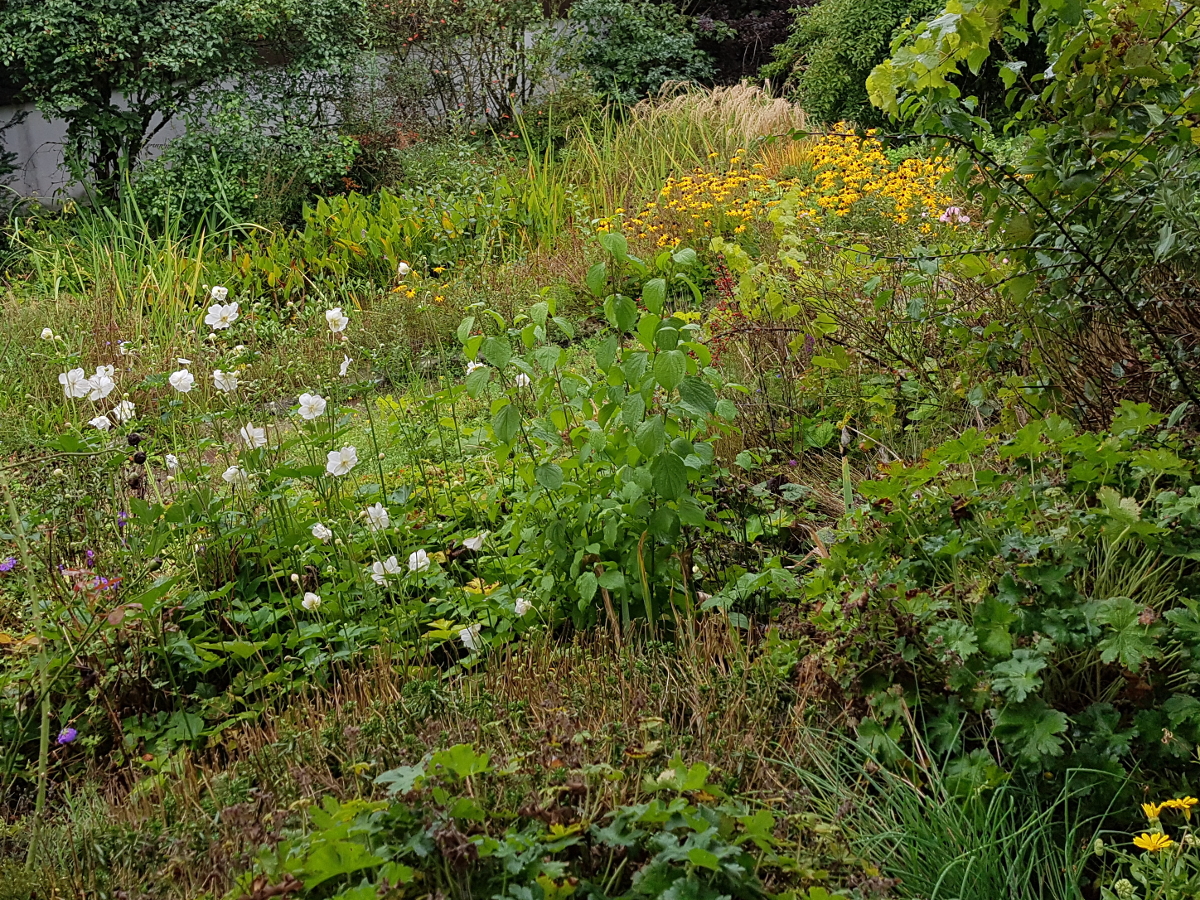 Japan-Anemone in weiß Japan-Anemone in weiß