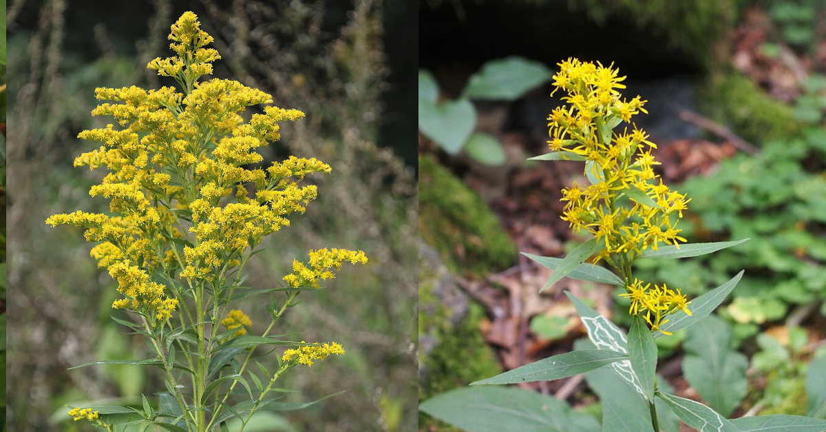 Solidago canadensis invasive Pflanze Solidago canadensis invasive Pflanze