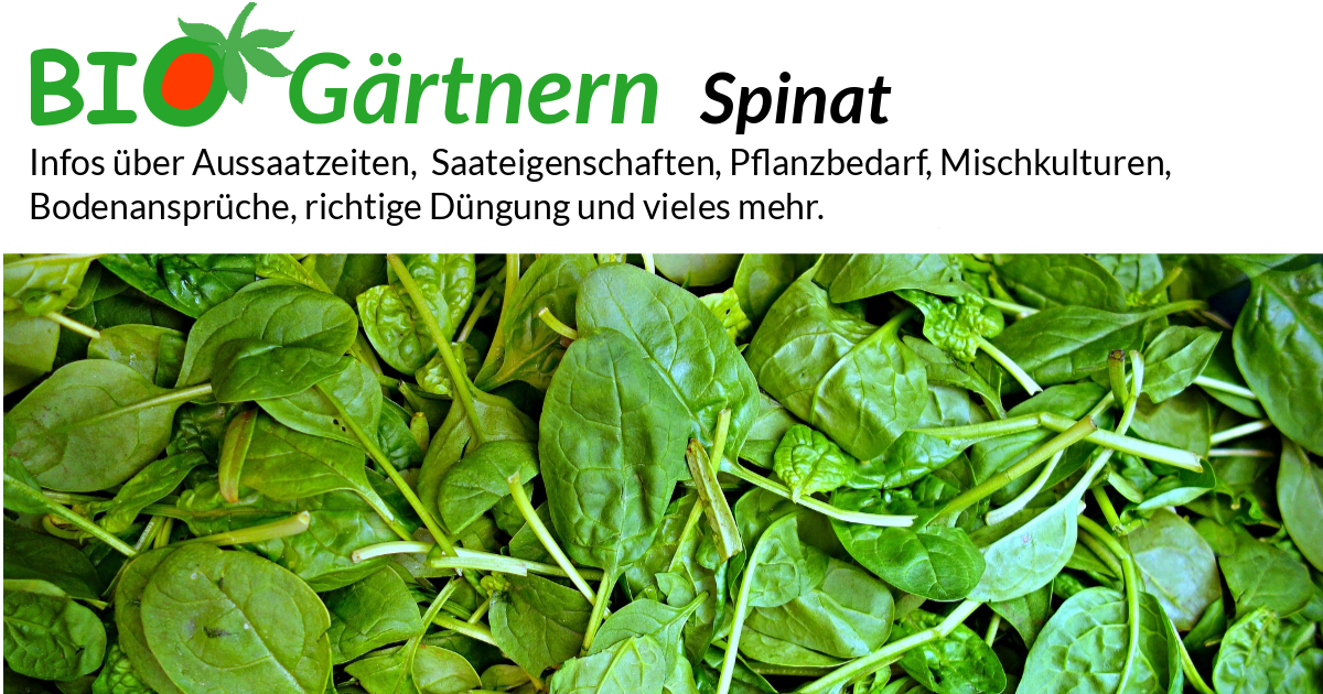 Spinat - biologisch anbauen