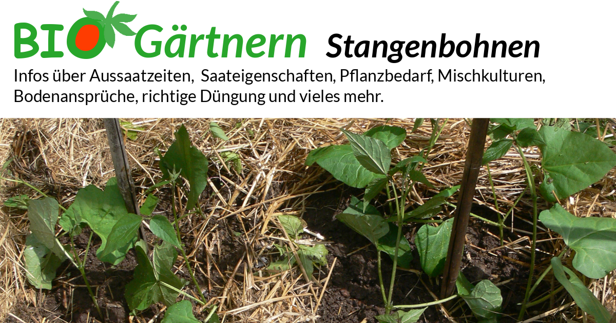 Stangenbohnen - biologisch anbauen