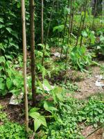 Stangenbohnen Mitte Juli, im Vordergrund Gundermann, den ich gerne zur Beetschattierung wachsen lasse.