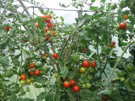 Im September sind die Tomaten total zugewuchert und die Früchte reifen kaum. Nach dem Geizen und dem Kappen der Spitze reifen sie schlagartig.