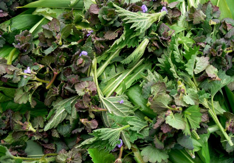 Von der Wiese in die Küche Von der Wiese in die Küche